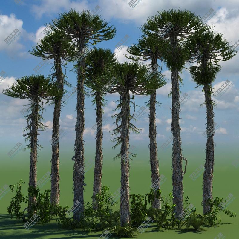 images/goods_img/2021040231/Prehistoric Conifer Trees Collection Arucaria/5.jpg